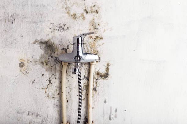 Best Fast Mold Removal  in Leon Valley, TX