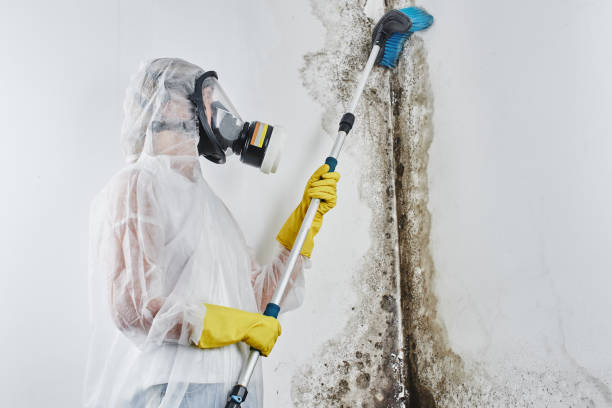Best Mold Removal Company Near Me  in Leon Valley, TX