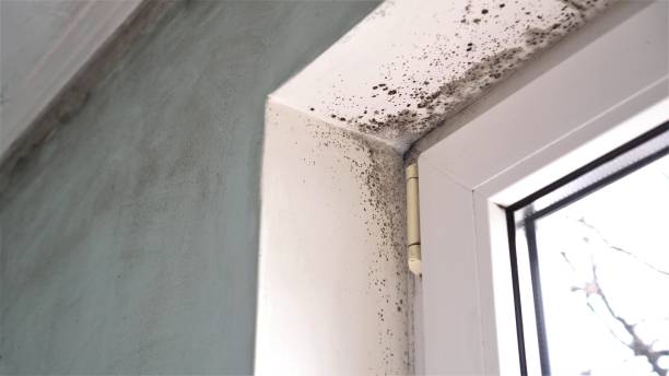 Best Attic Mold Removal  in Leon Valley, TX