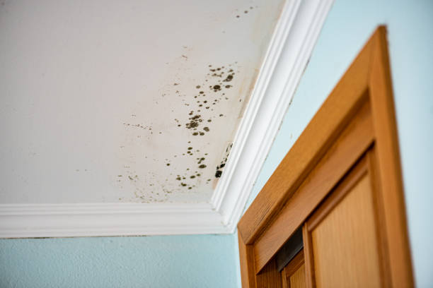 Reliable Leon Valley, TX Mold Removal Solutions