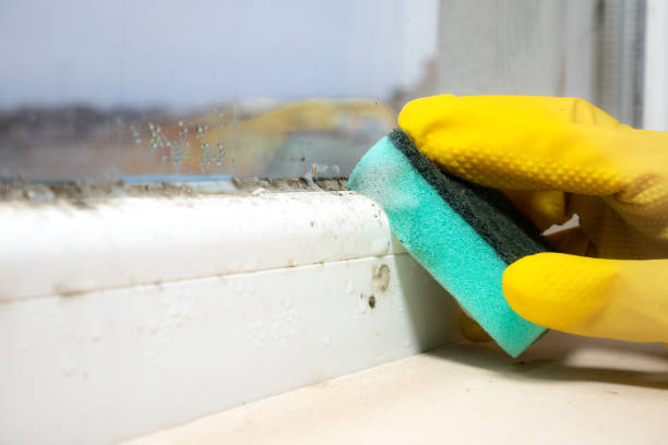 Best Mold Removal Specialists  in Leon Valley, TX