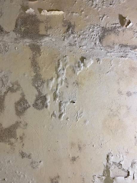 Best Home Mold Removal  in Leon Valley, TX