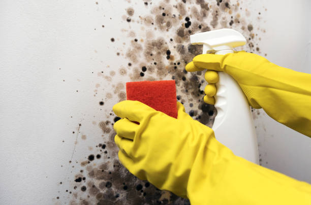 Best Mold Cleaning Services  in Leon Valley, TX