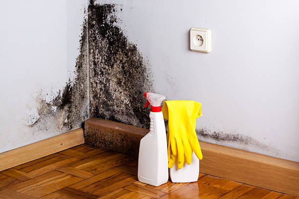 Best Commercial Mold Removal  in Leon Valley, TX