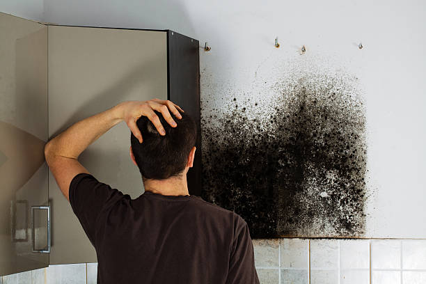 Best Crawl Space Mold Removal  in Leon Valley, TX