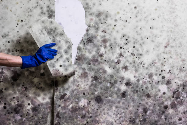 Best Mold Testing  in Leon Valley, TX