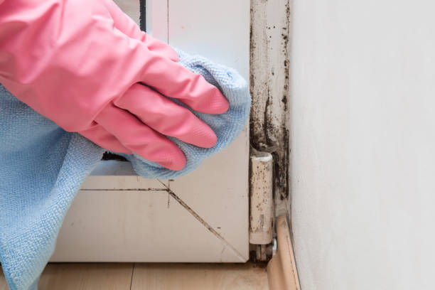 Best Mold Remediation Experts  in Leon Valley, TX