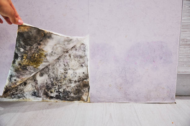 Best Certified Mold Removal  in Leon Valley, TX